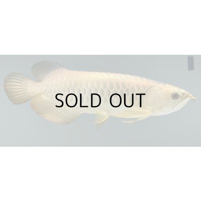 画像2: 過背金龍レディアンスゴールド　FOREVER ArowanaAquaculture(5)