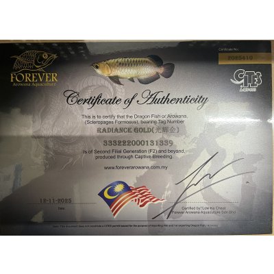 画像5: 過背金龍レディアンスゴールド　FOREVER ArowanaAquaculture(2)