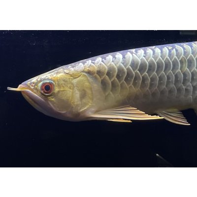 画像3: 過背金龍レディアンスゴールド　FOREVER ArowanaAquaculture(2)