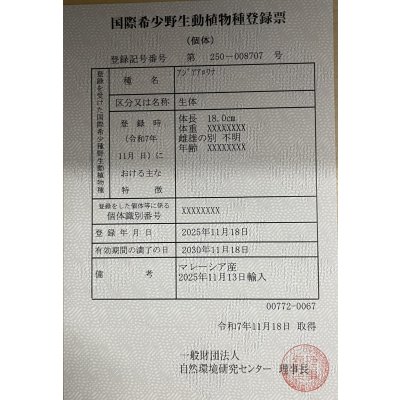 画像6: 過背金龍レディアンスゴールド　FOREVER ArowanaAquaculture(1)