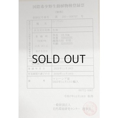 画像6: 過背金龍レディアンスゴールド　FOREVER ArowanaAquaculture(1)