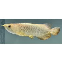 過背金龍レディアンスゴールド　FOREVER ArowanaAquaculture(5)