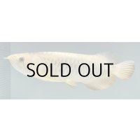 過背金龍レディアンスゴールド　FOREVER ArowanaAquaculture(5)