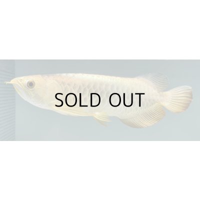 画像1: 過背金龍レディアンスゴールド　FOREVER ArowanaAquaculture(5)