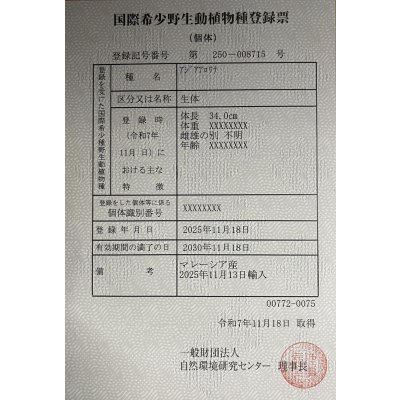 画像6: 過背金龍レディアンスゴールド　FOREVER ArowanaAquaculture(5)