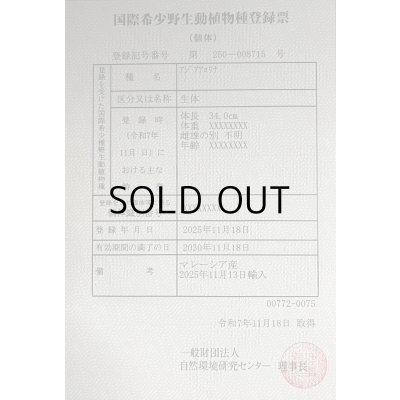 画像6: 過背金龍レディアンスゴールド　FOREVER ArowanaAquaculture(5)