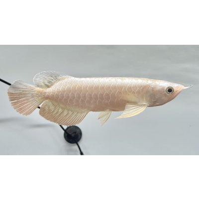 画像2: 過背金龍レディアンスゴールド　FOREVER ArowanaAquaculture(1)