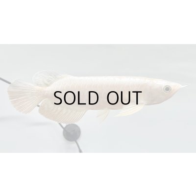 画像2: 過背金龍レディアンスゴールド　FOREVER ArowanaAquaculture(1)