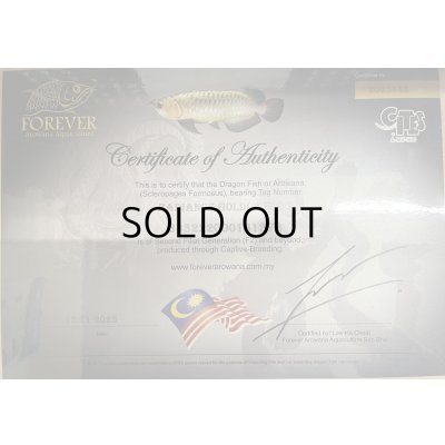 画像5: 過背金龍レディアンスゴールド　FOREVER ArowanaAquaculture(1)