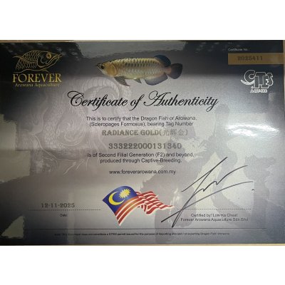 画像5: 過背金龍レディアンスゴールド　FOREVER ArowanaAquaculture(3)