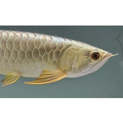 画像4: 過背金龍レディアンスゴールド　FOREVER ArowanaAquaculture(3)