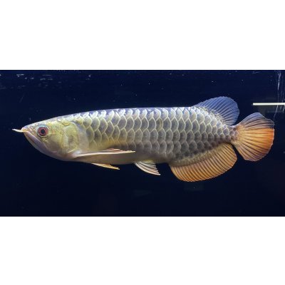 画像1: 過背金龍レディアンスゴールド　FOREVER ArowanaAquaculture(2)