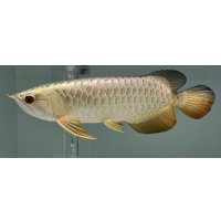 過背金龍レディアンスゴールド　FOREVER ArowanaAquaculture(3)