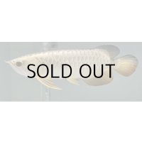 過背金龍レディアンスゴールド　FOREVER ArowanaAquaculture(3)