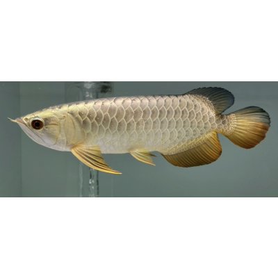 画像1: 過背金龍レディアンスゴールド　FOREVER ArowanaAquaculture(3)