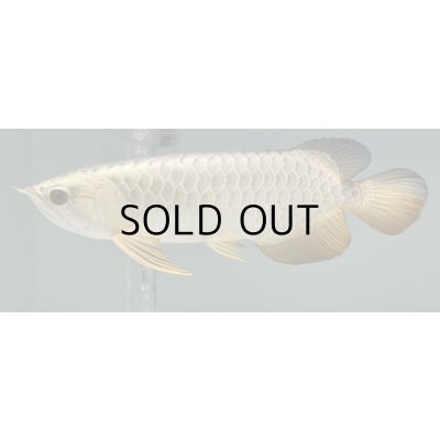 画像1: 過背金龍レディアンスゴールド　FOREVER ArowanaAquaculture(3)