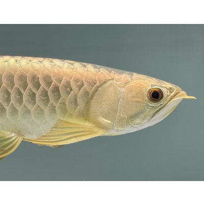 画像4: 過背金龍レディアンスゴールド　FOREVER ArowanaAquaculture(5)