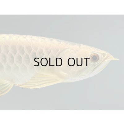 画像4: 過背金龍レディアンスゴールド　FOREVER ArowanaAquaculture(5)