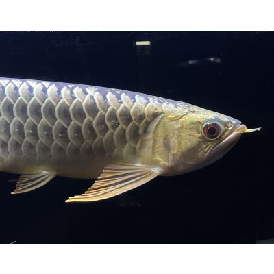 画像4: 過背金龍レディアンスゴールド　FOREVER ArowanaAquaculture(2)