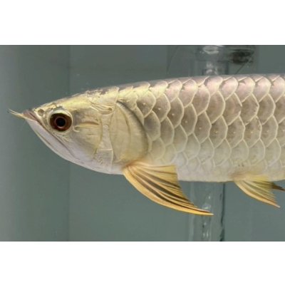 画像3: 過背金龍レディアンスゴールド　FOREVER ArowanaAquaculture(3)