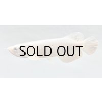 過背金龍レディアンスゴールド　FOREVER ArowanaAquaculture(1)