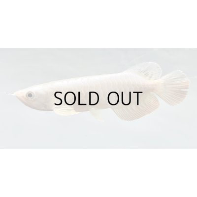 画像1: 過背金龍レディアンスゴールド　FOREVER ArowanaAquaculture(1)