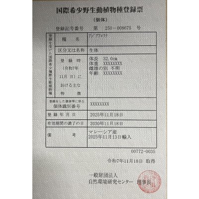 画像6: 過背金龍レディアンスゴールド　FOREVER ArowanaAquaculture(3)