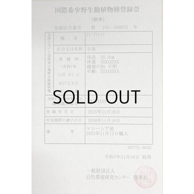 画像6: 過背金龍レディアンスゴールド　FOREVER ArowanaAquaculture(3)