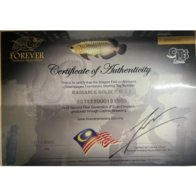 画像5: 過背金龍レディアンスゴールド　FOREVER ArowanaAquaculture(5)