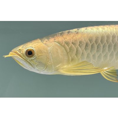 画像3: 過背金龍レディアンスゴールド　FOREVER ArowanaAquaculture(5)