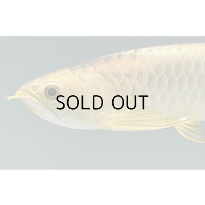 画像3: 過背金龍レディアンスゴールド　FOREVER ArowanaAquaculture(5)