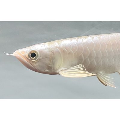 画像3: 過背金龍レディアンスゴールド　FOREVER ArowanaAquaculture(1)