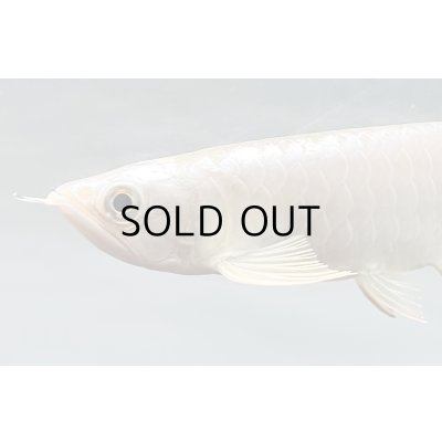 画像3: 過背金龍レディアンスゴールド　FOREVER ArowanaAquaculture(1)