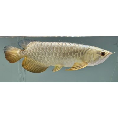 画像2: 過背金龍レディアンスゴールド　FOREVER ArowanaAquaculture(3)