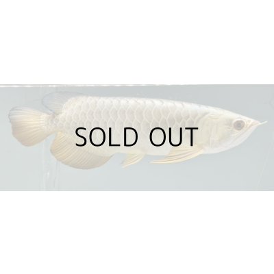 画像2: 過背金龍レディアンスゴールド　FOREVER ArowanaAquaculture(3)