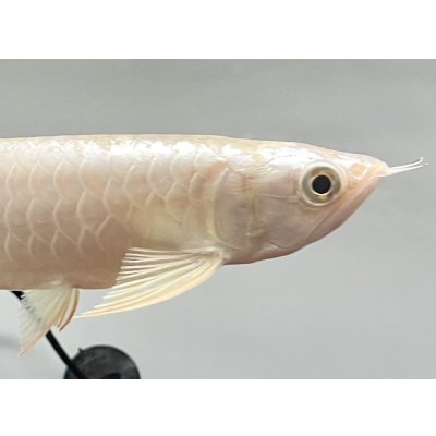 画像4: 過背金龍レディアンスゴールド　FOREVER ArowanaAquaculture(1)