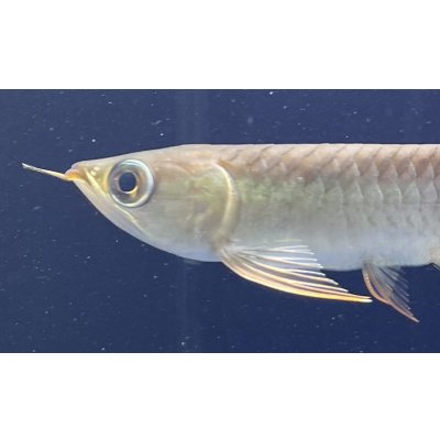 画像3: 紅龍　BLOOD RED【5】