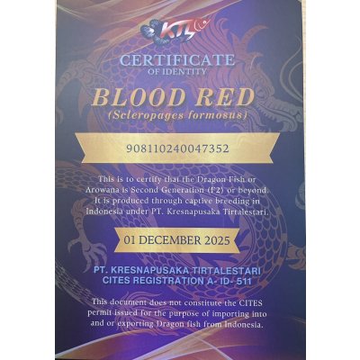 画像5: 紅龍　BLOOD RED【1】