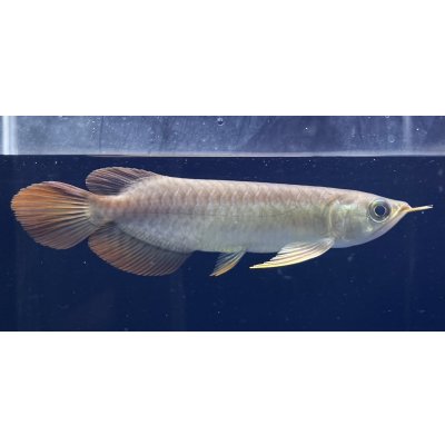 画像2: 紅龍　BLOOD RED【2】