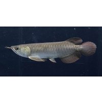 紅龍　BLOOD RED【1】