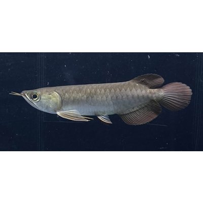 画像1: 紅龍　BLOOD RED【1】