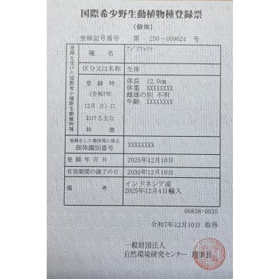 画像6: 紅龍　BLOOD RED【6】