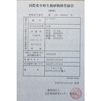 画像6: 紅龍　BLOOD RED【5】