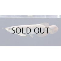 紅龍　BLOOD RED【2】