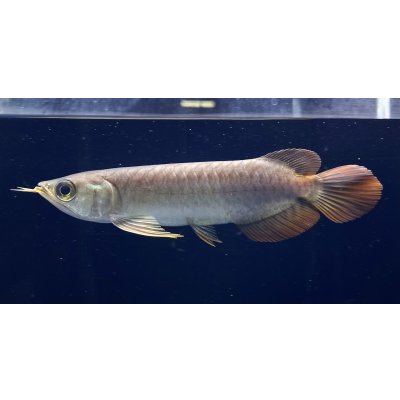 画像1: 紅龍　BLOOD RED【2】