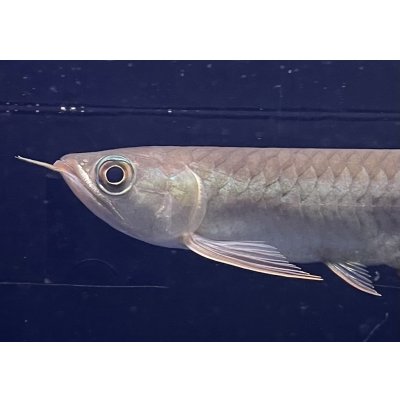 画像3: 紅龍　BLOOD RED【3】