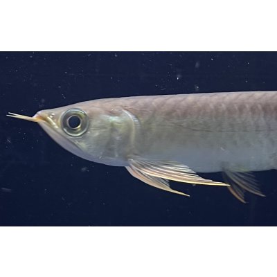 画像3: 紅龍　BLOOD RED【2】