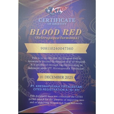 画像5: 紅龍　BLOOD RED【3】