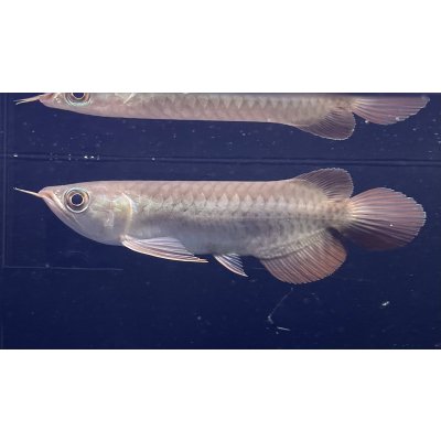 画像1: 紅龍　BLOOD RED【3】