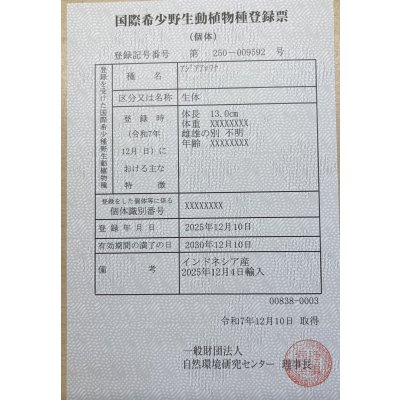 画像6: 紅龍　BLOOD RED【2】